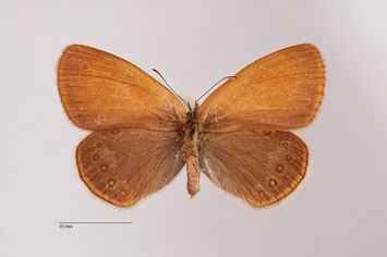 Vorschaubild Coenonympha glycerion ab. oikeia Dannehl, 1927